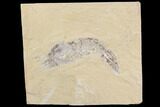 Cretaceous Fossil Shrimp - Lebanon #147245-1